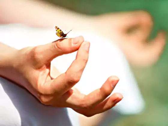 Méditation guidée par les animaux spirituels pour enfants et adultes