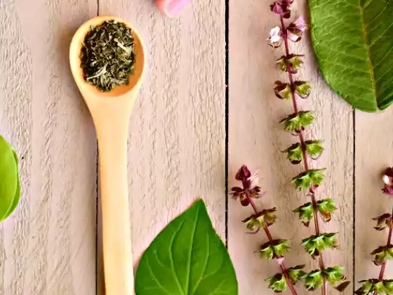 阿育吠陀草药学基础