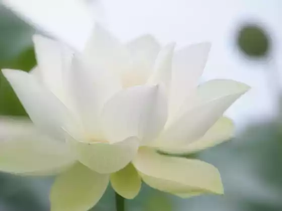 Remote Reiki Healing for 33 Minutes