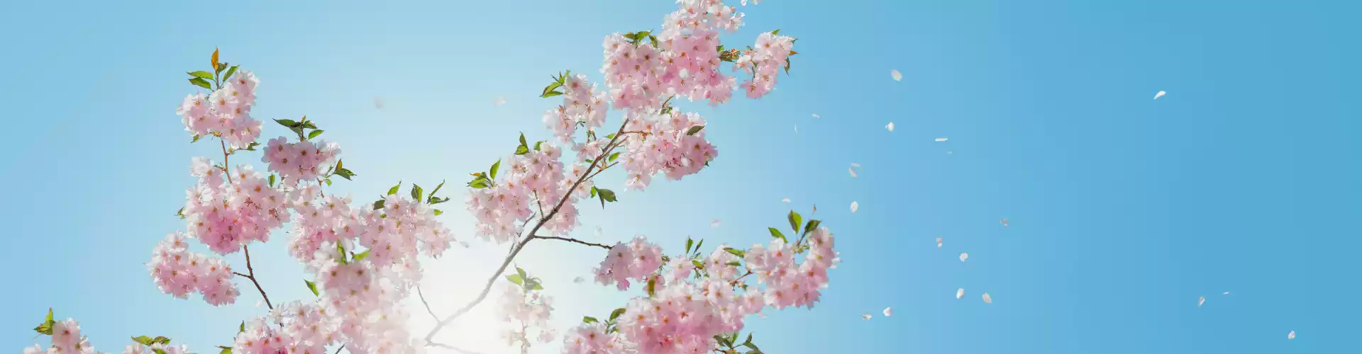 การบำบัดพลังงานเพื่อสุขภาพของผู้หญิง - Online Class by Ismene Manakas