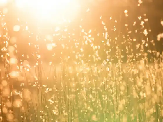 Amore, Luce e Pace - una Guarigione Energetica con Yeshua
