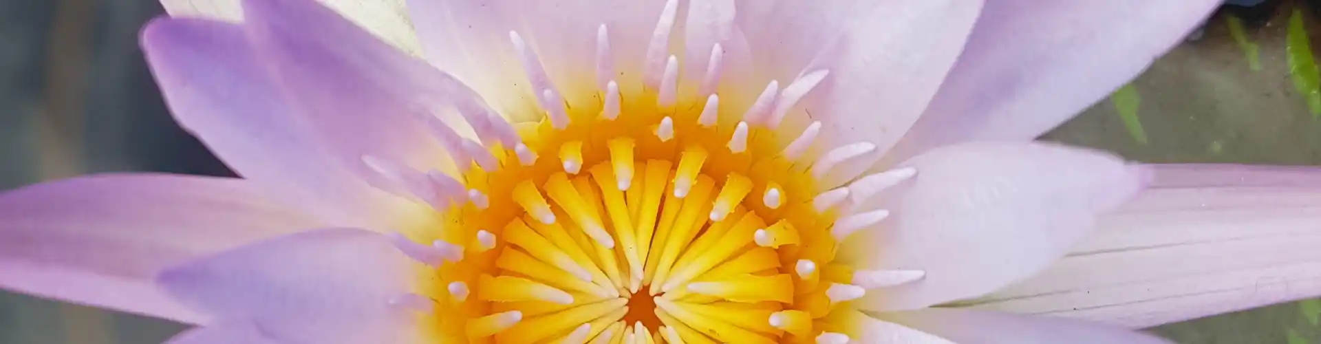 Ang Chakra Journey Class Eight ~ Your Throat Chakra - Online Class by Megan Edge